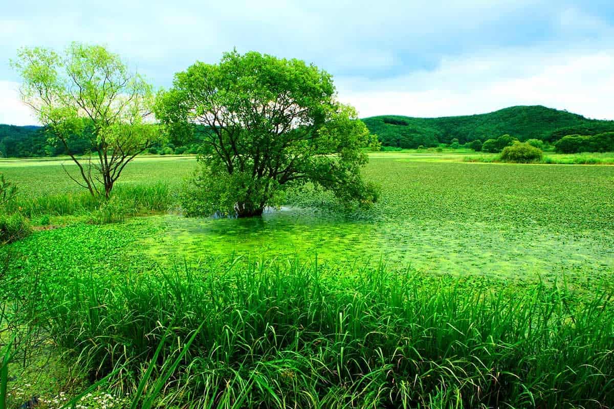 우포늪 호수 풍경 우포늪 호수 풍경