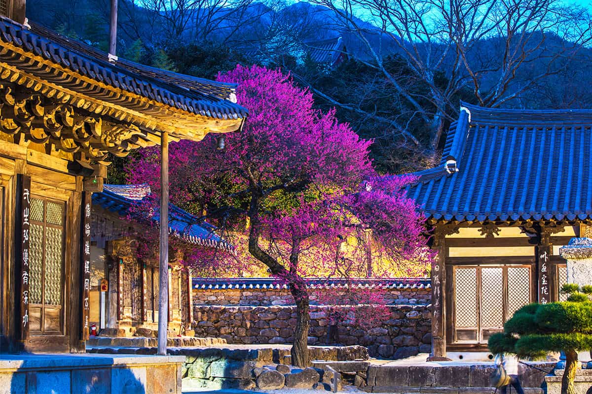 구례 화엄사 홍매화 구례 화엄사 홍매화