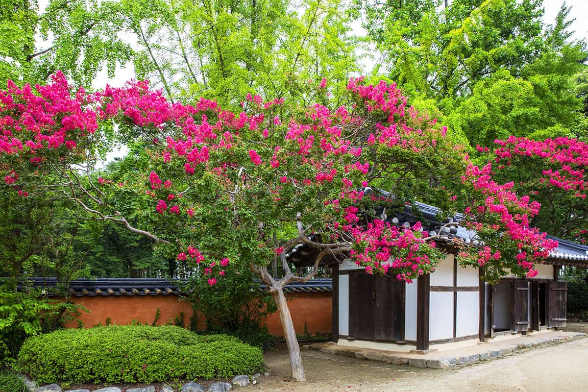 강릉 오죽헌 강릉 오죽헌