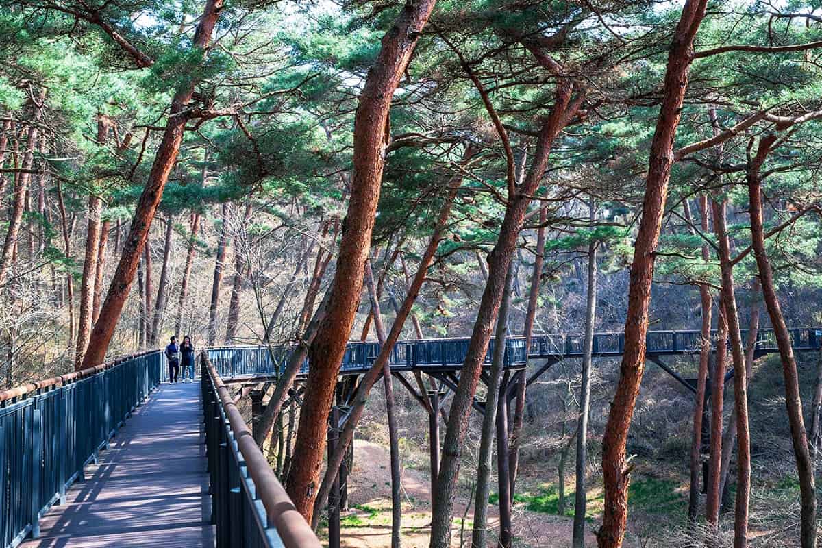 안면도자연휴양림 산책로