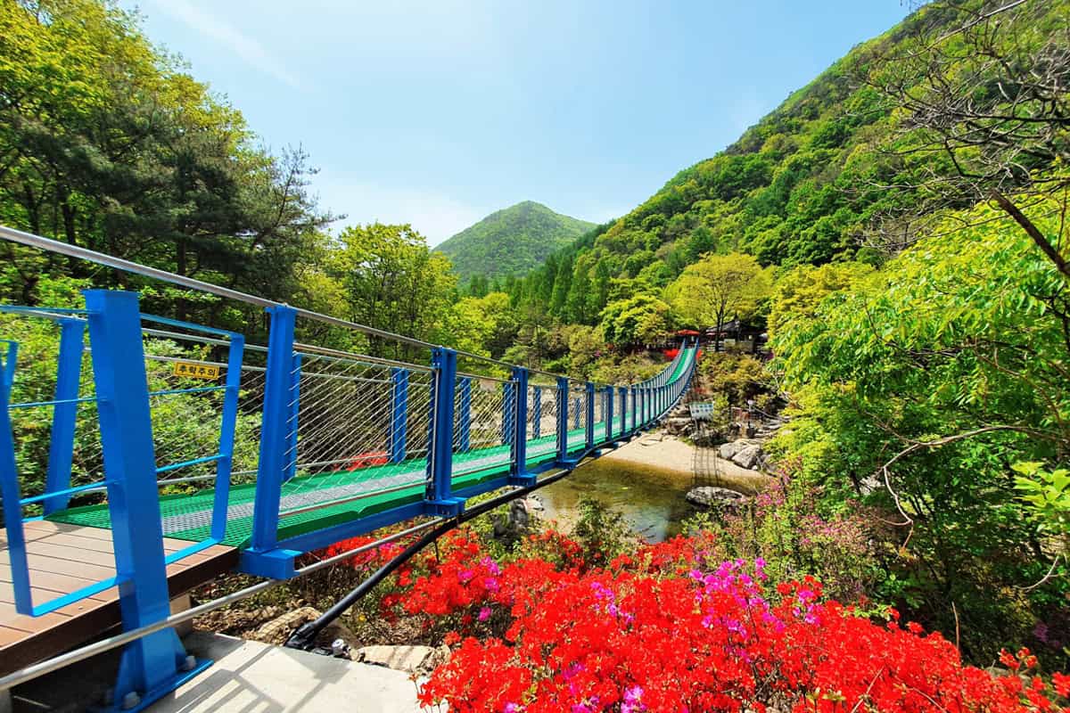 장령산휴양림 출렁다리 장령산휴양림 출렁다리