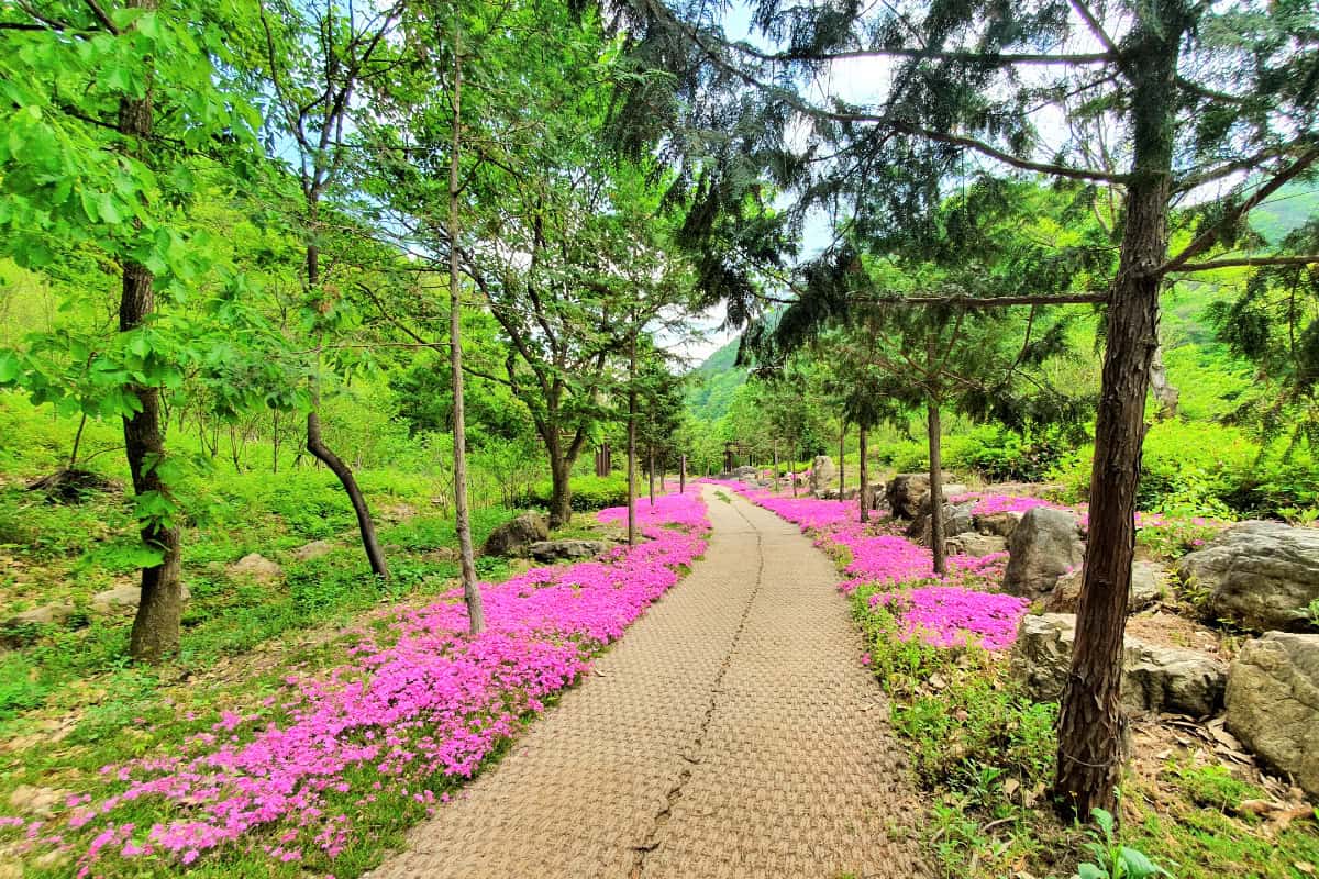 장령산휴양림 산책로 장령산휴양림 산책로