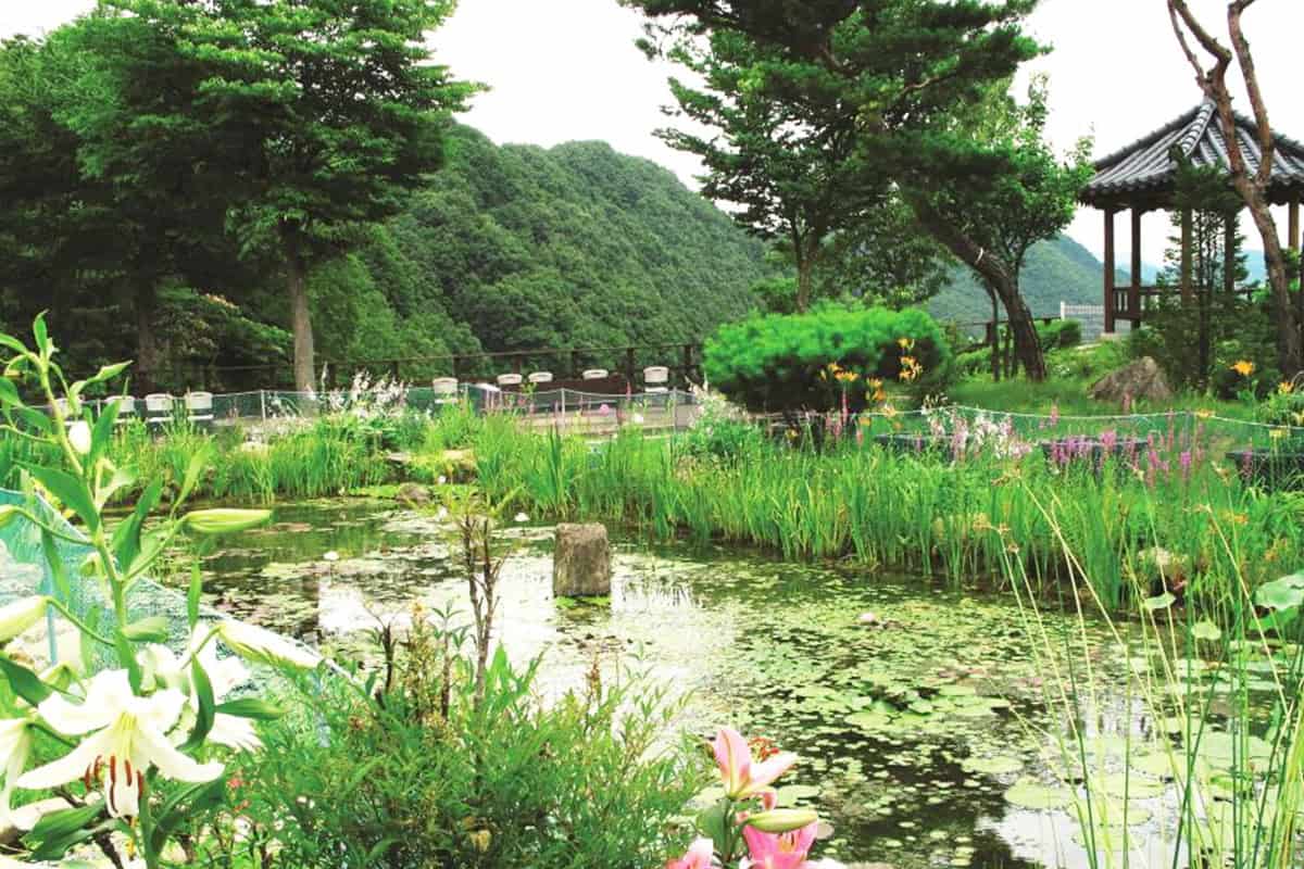 수생식물학습원 호수 수생식물학습원 호수