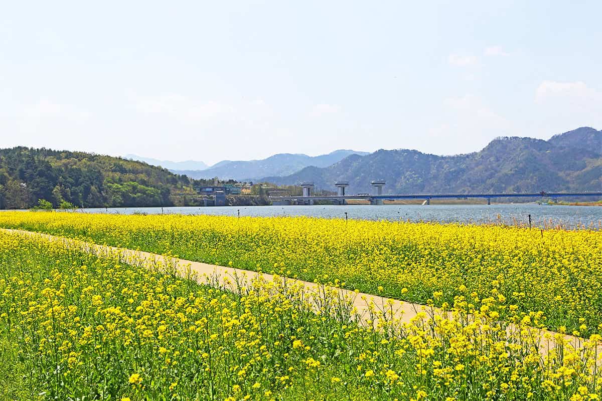 상주 경천섬공원 유채꽃 상주 경천섬공원 유채꽃