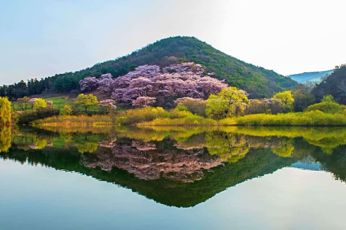 용비지 호수 봄 풍경 용비지 호수 봄 풍경