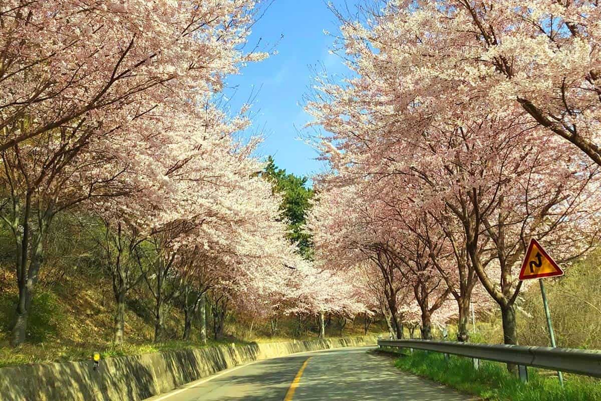 서산 중왕리 벚꽃터널 서산 중왕리 벚꽃터널