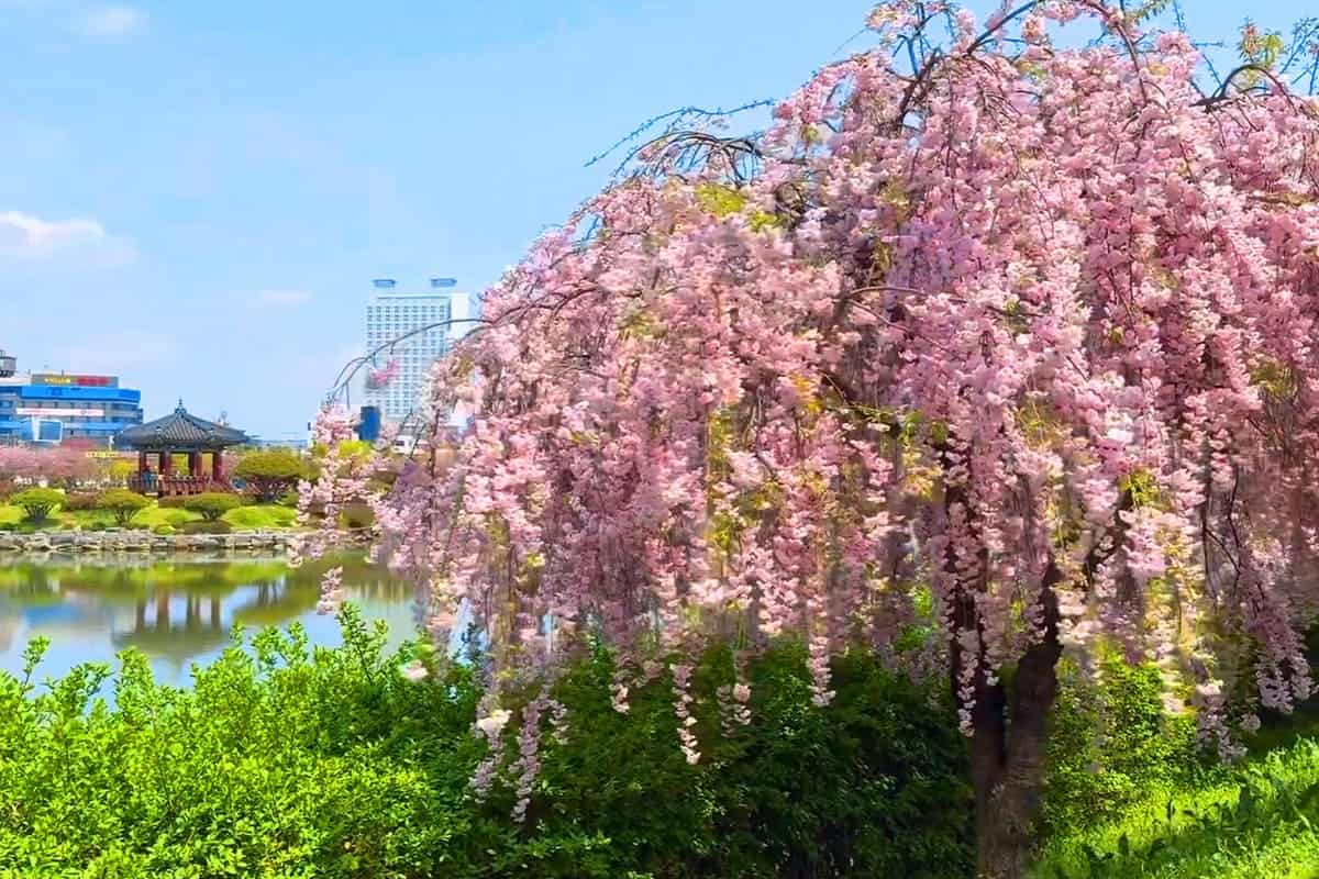 중앙호수공원 벚꽃 풍경 중앙호수공원 벚꽃 풍경