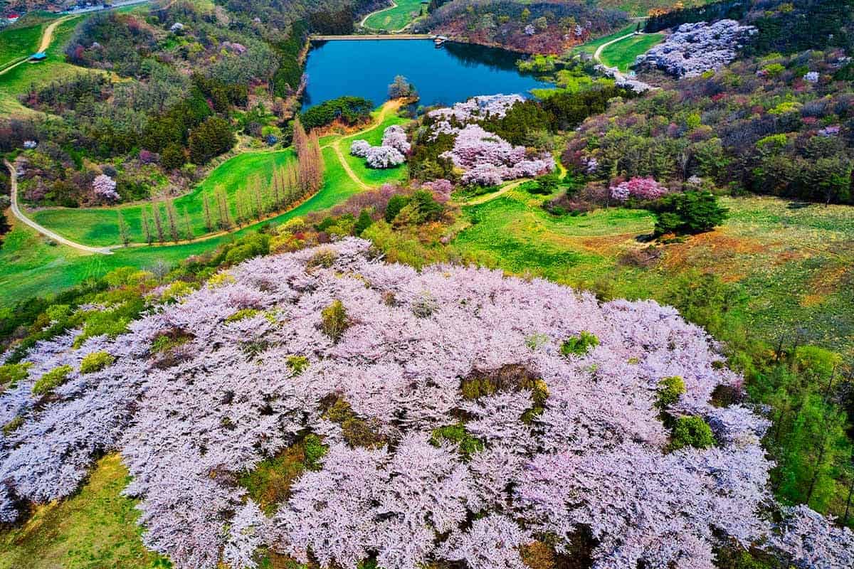 용비지 벚꽃 전경 용비지 벚꽃 전경