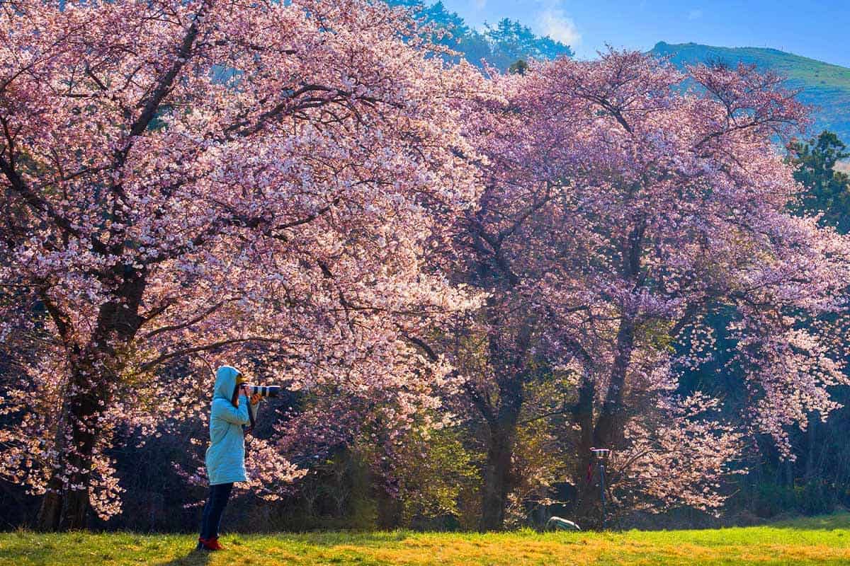 용비호수 주변 벚꽃 용비호수 주변 벚꽃