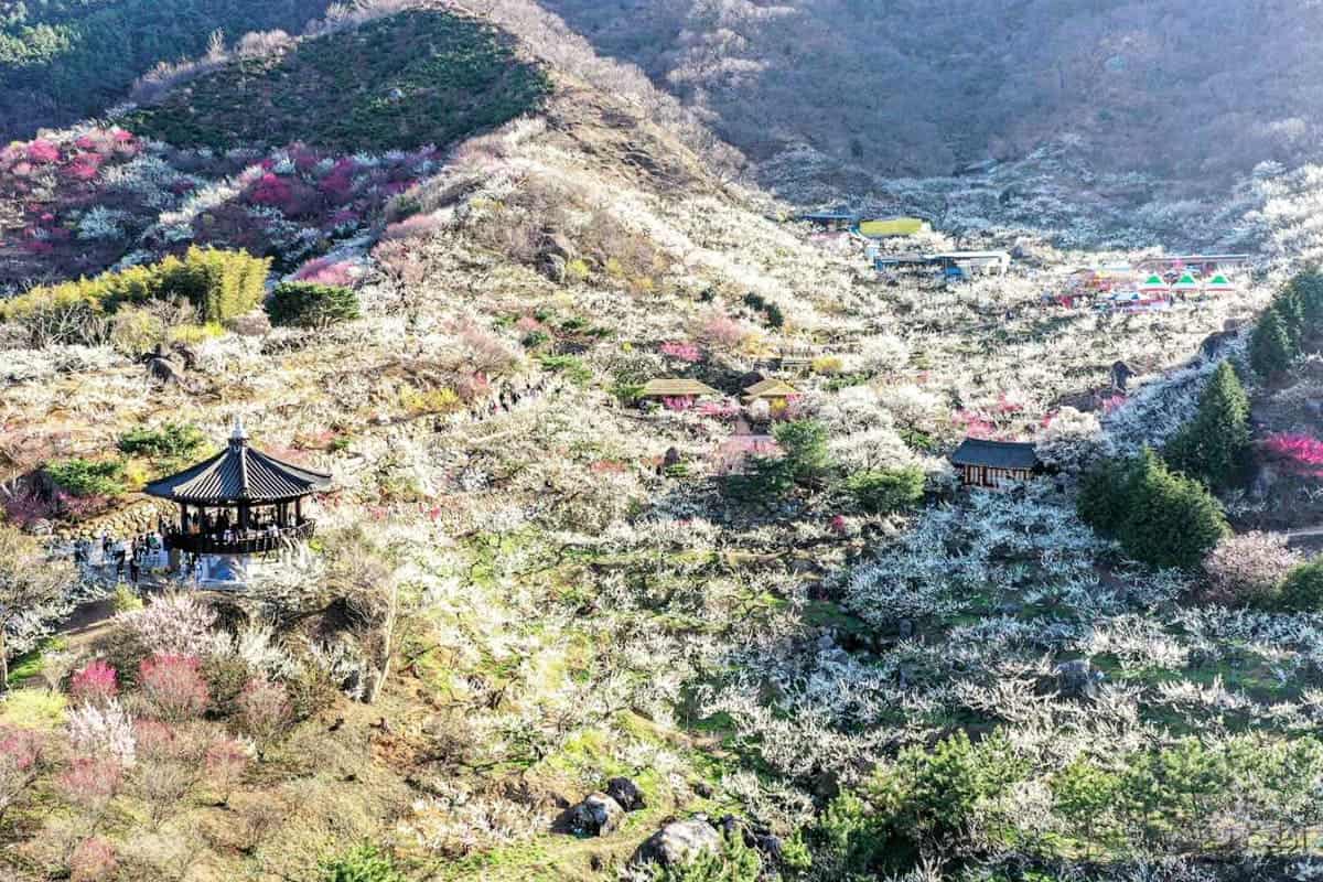 광양 매화축제 전경 광양 매화축제 전경