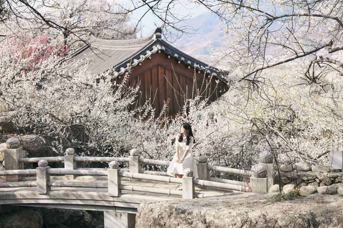 광양 매화축체 광양 매화축체