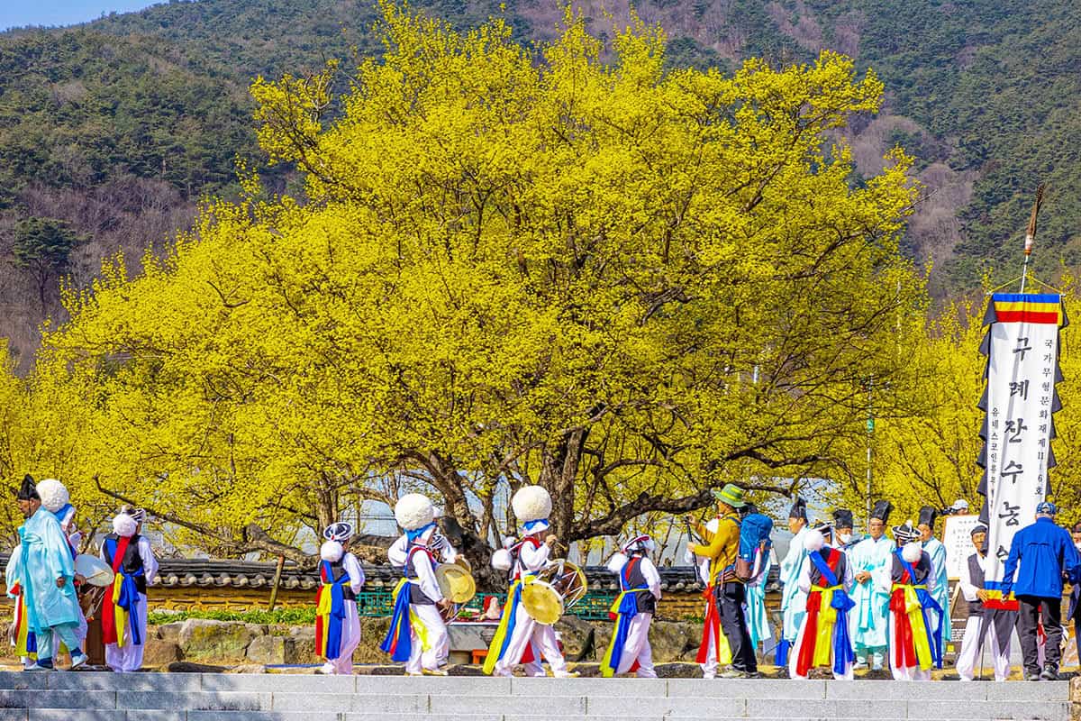 산수유축제 행사 산수유축제 행사