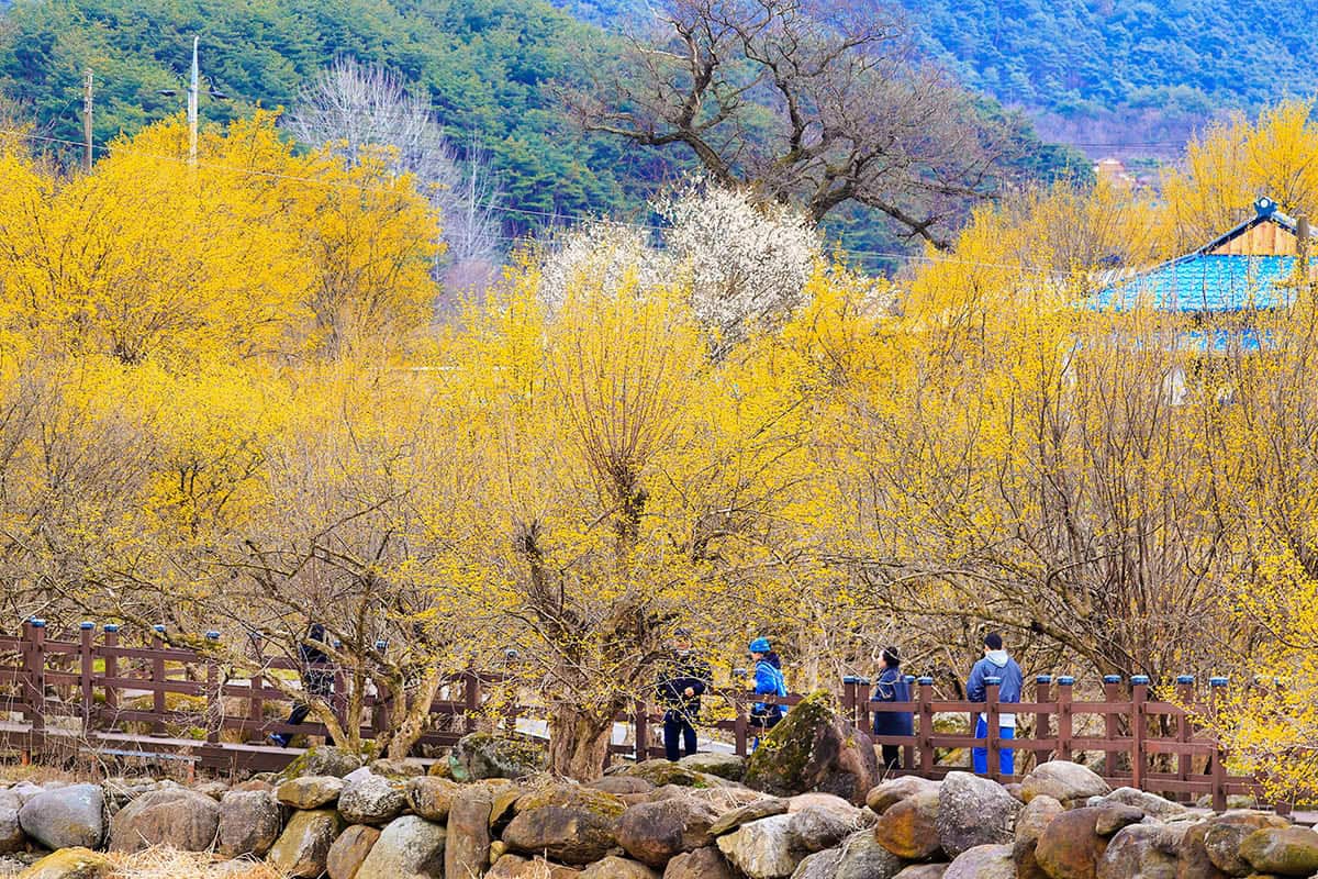 구례 산수유축제 구례 산수유축제