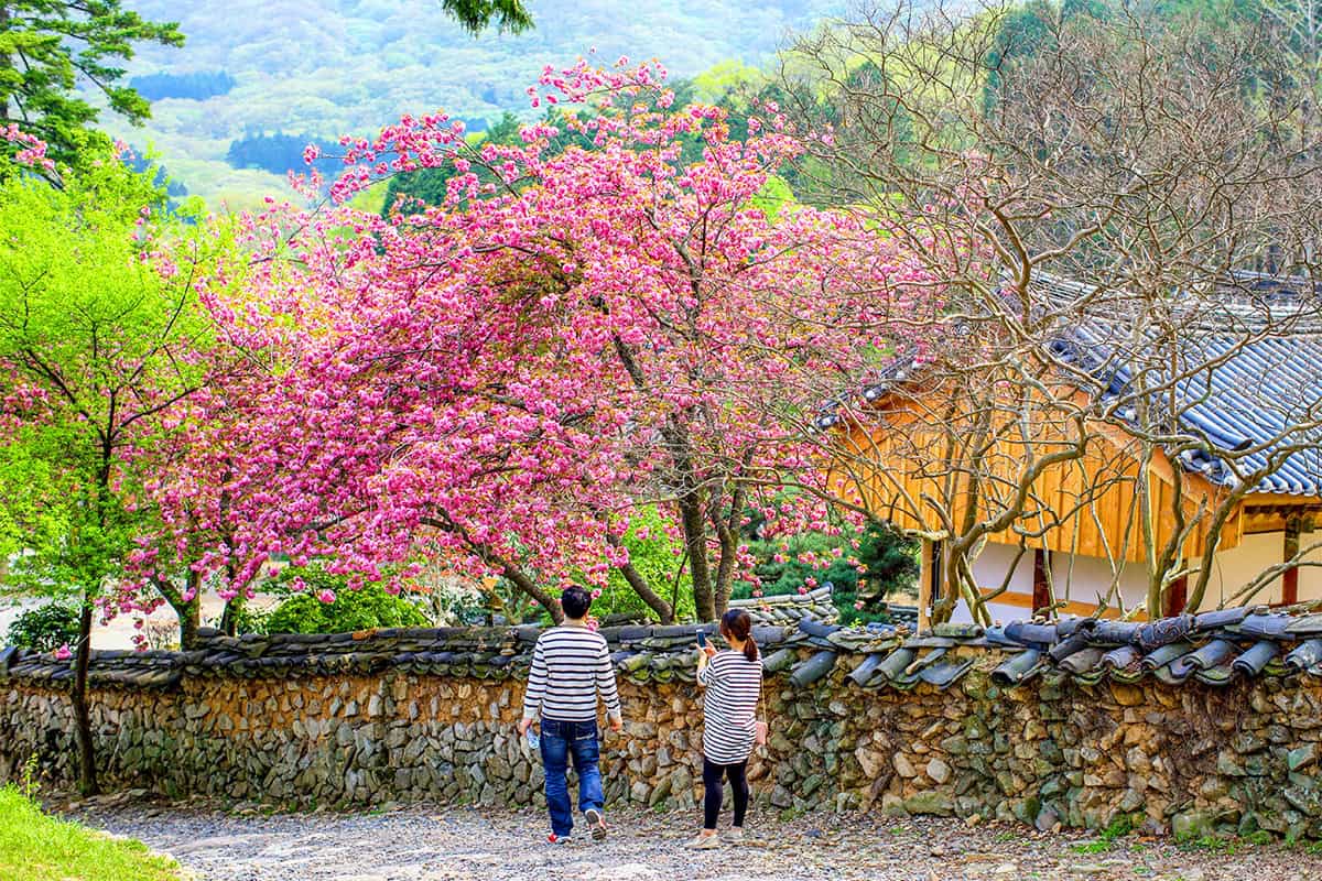 순천 선암사 봄 순천 선암사 봄