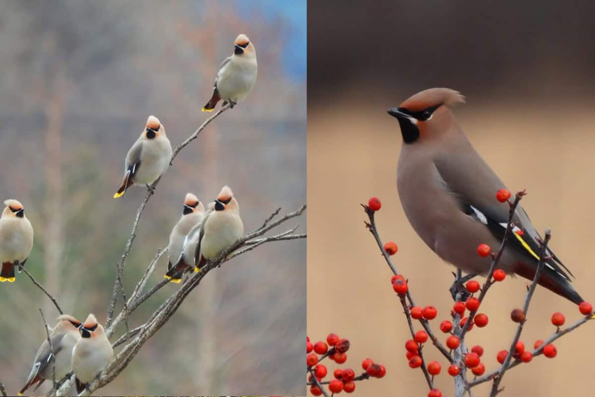 황여새