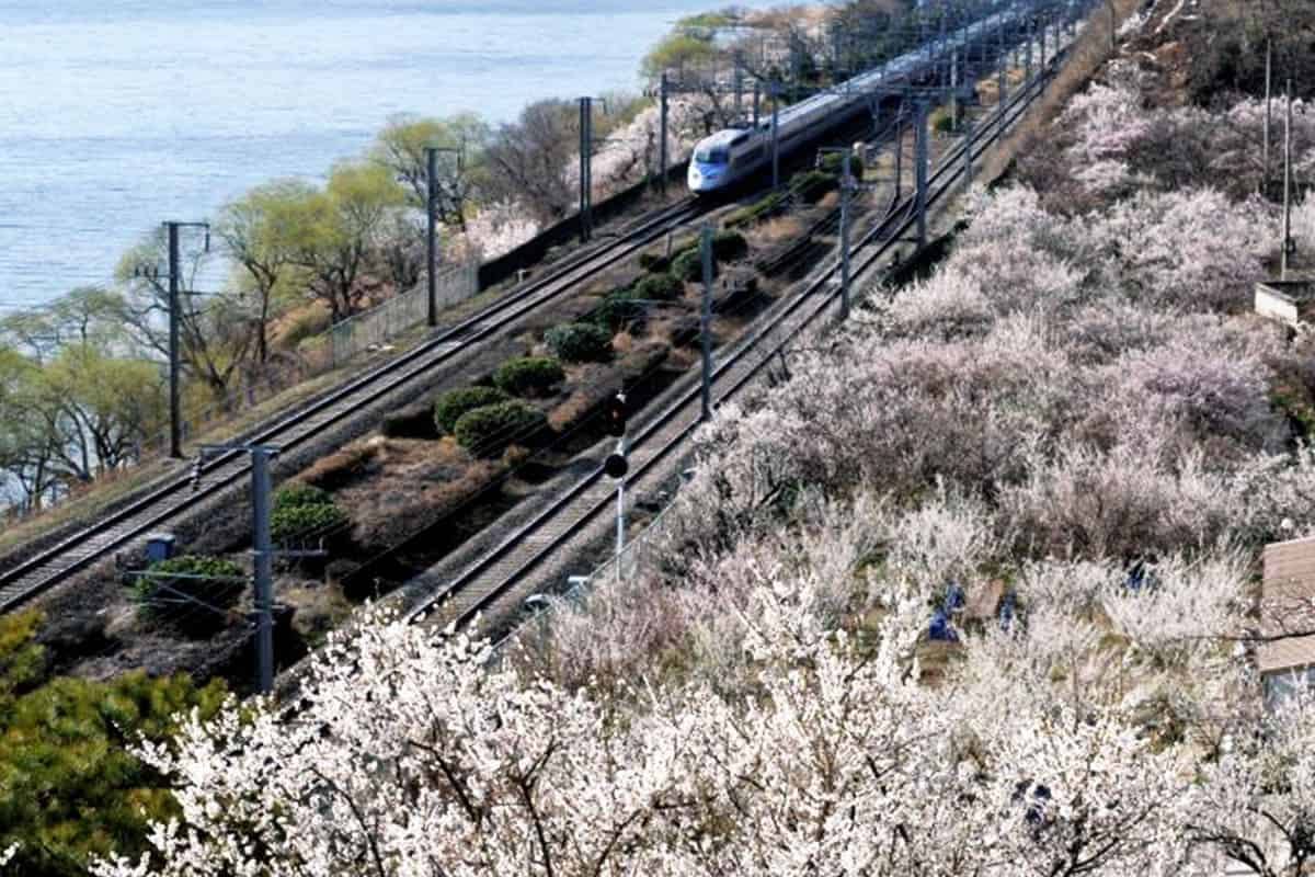 원동 철길 매화