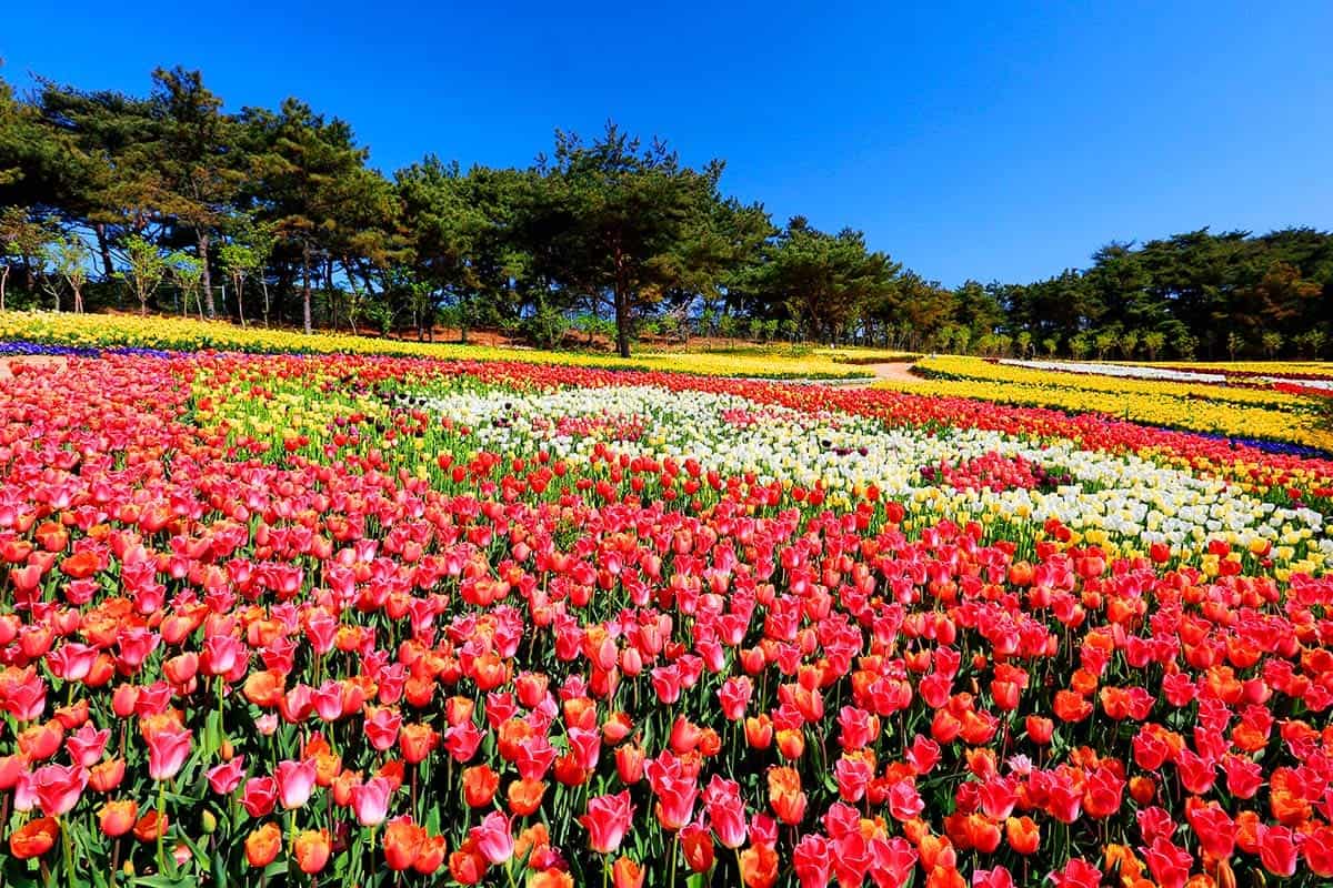 태안 화려한 튤립 풍경 태안 화려한 튤립 풍경