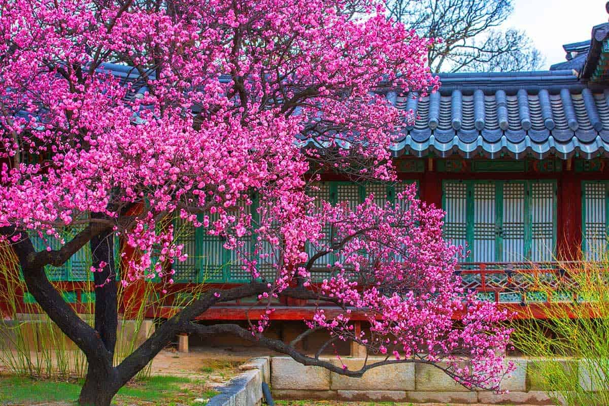 홍매화 핀 창경궁