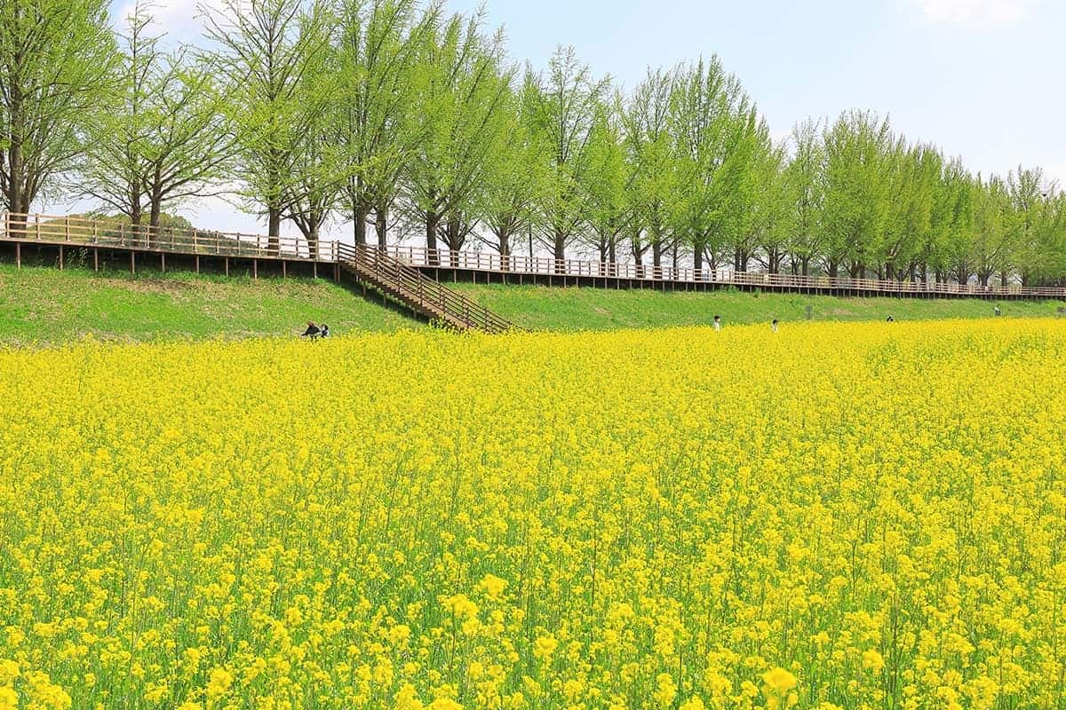 아산 곡교천 유채꽃