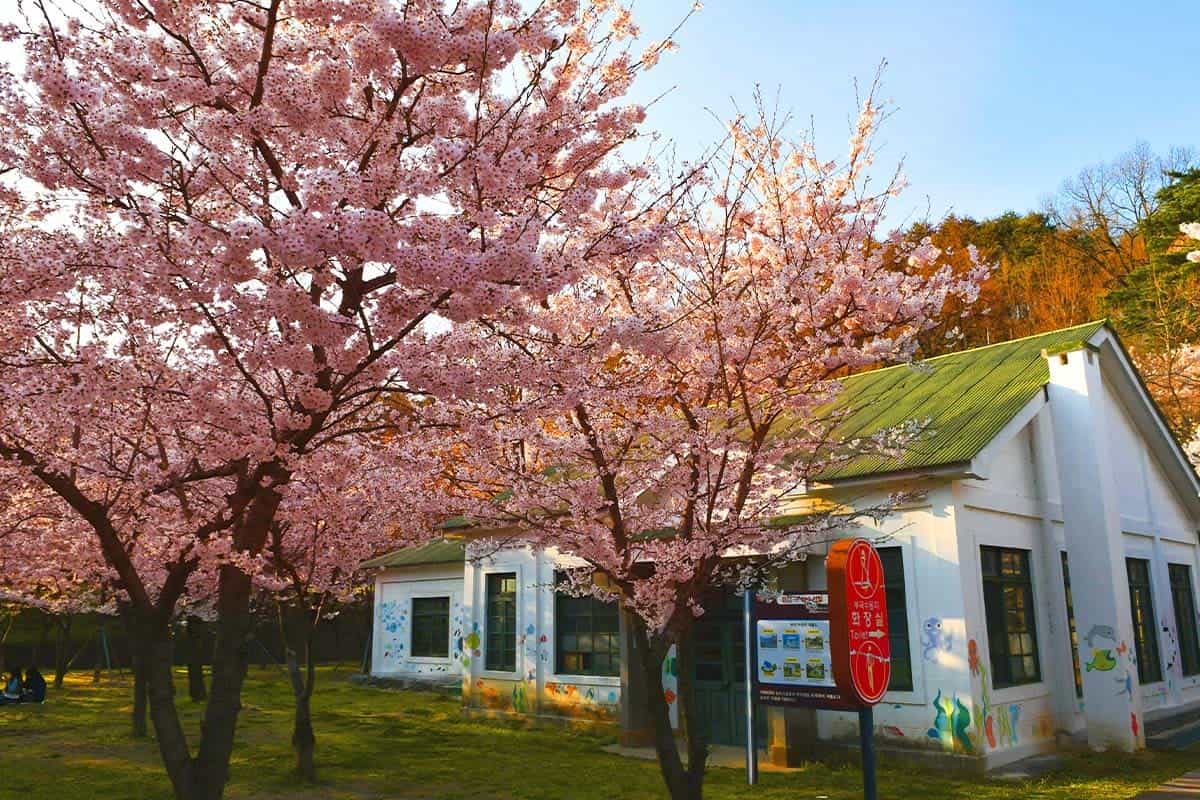 부곡동 수원지 벚꽃 풍경 부곡동 수원지 벚꽃 풍경