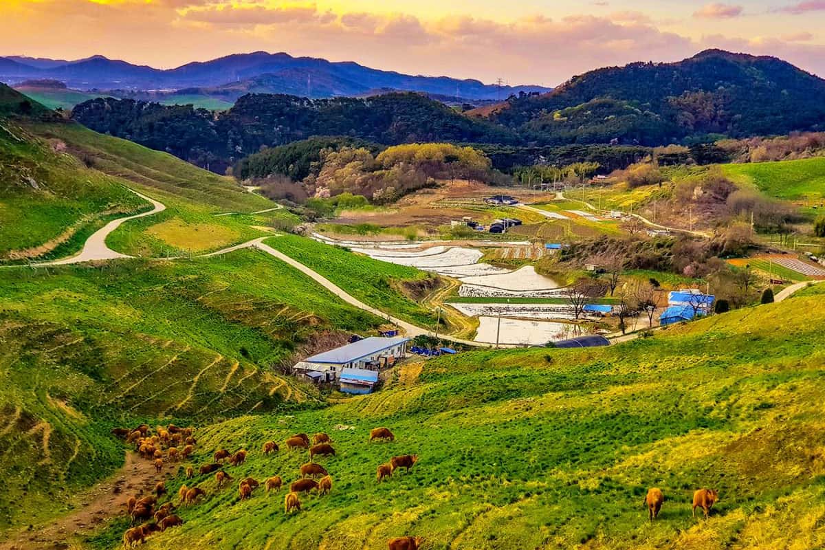 서산 한우목장길 서산 한우목장길