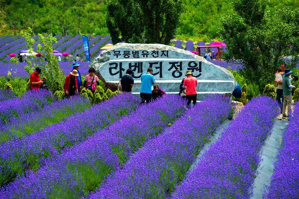 무릉별유천지 라벤더정원 무릉별유천지 라벤더정원