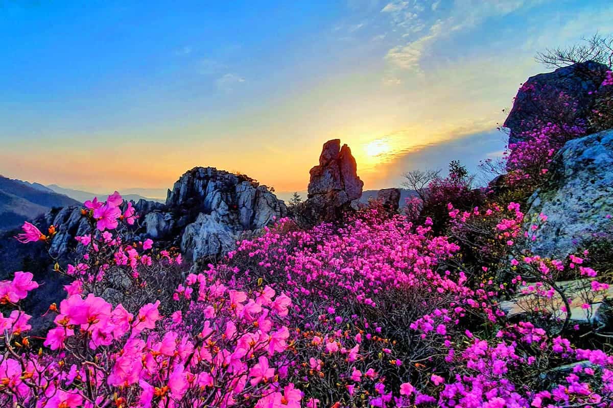 주작산의 봄 