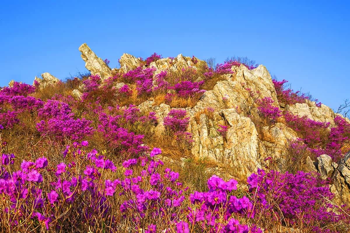 주작산에 만개한 진달래꽃 