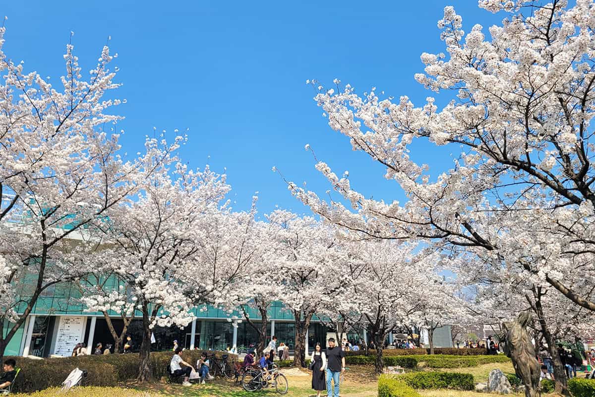 안산 화랑유원지 벚꽃 안산 화랑유원지 벚꽃