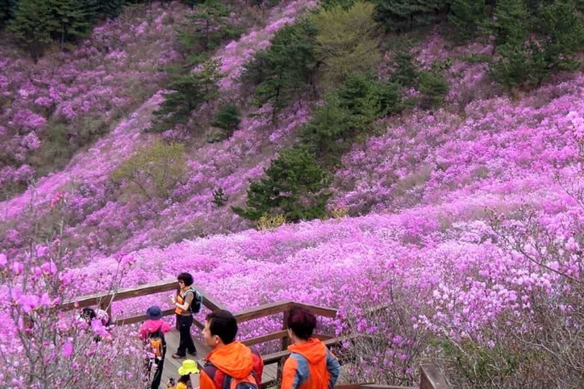 창원 천주산 진달래 창원 천주산 진달래