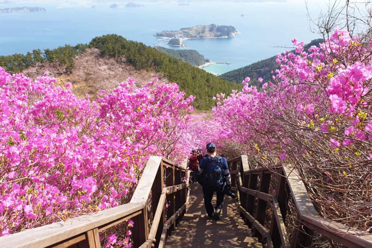 거제 대금산 거제 대금산