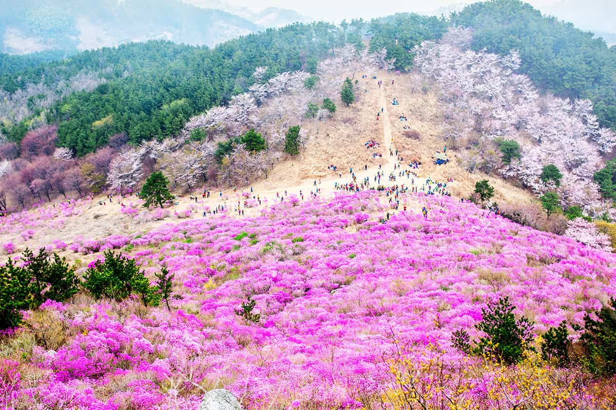 거제 대금산 진달래 거제 대금산 진달래