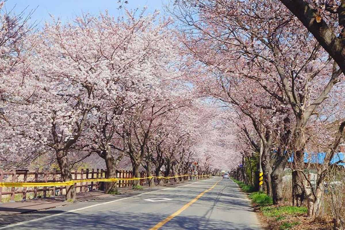 주산벚꽃길 주산벚꽃길