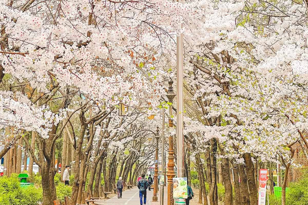 부천 옥산로 벚꽃길 부천 옥산로 벚꽃길