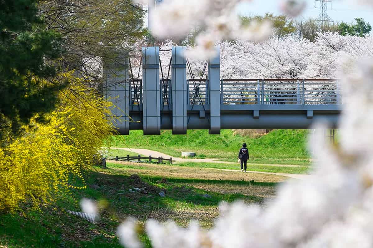 부천 베르네천 산책로 풍경 부천 베르네천 산책로 풍경