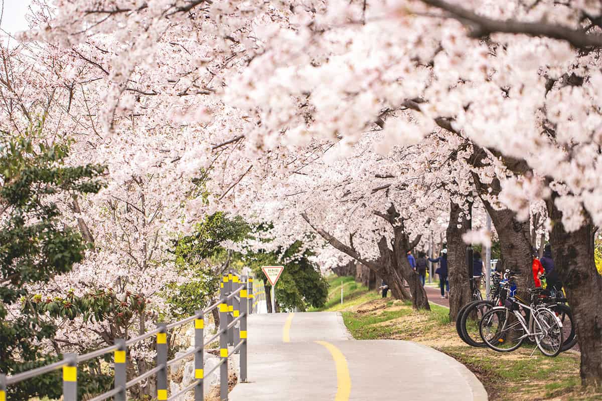 부산 구포 벚꽃길