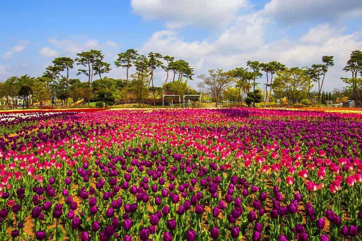 청주 정원 튤립 청주 정원 튤립