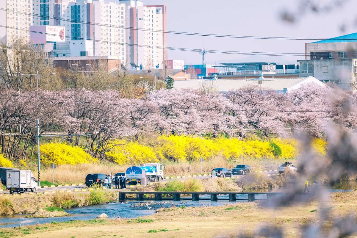 청주 무심천 청주 무심천