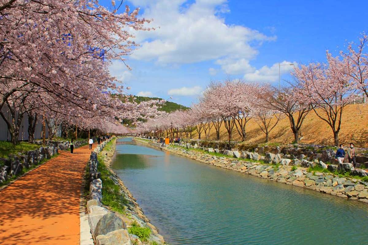 동삼해수천로 벚꽃 절경 동삼해수천로 벚꽃 절경