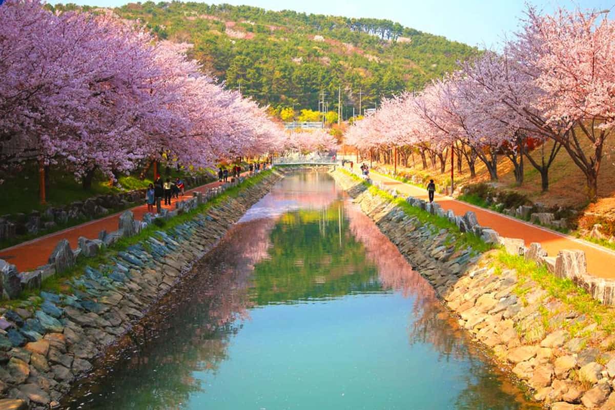 동삼해수천로 벚꽃 절경 동삼해수천로 벚꽃 절경