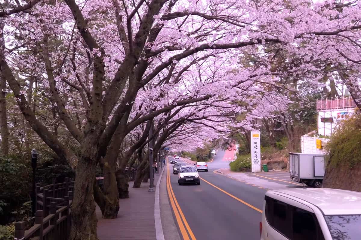 부산 벚꽃 명소 해운대 달맞이길 부산 벚꽃 명소 해운대 달맞이길