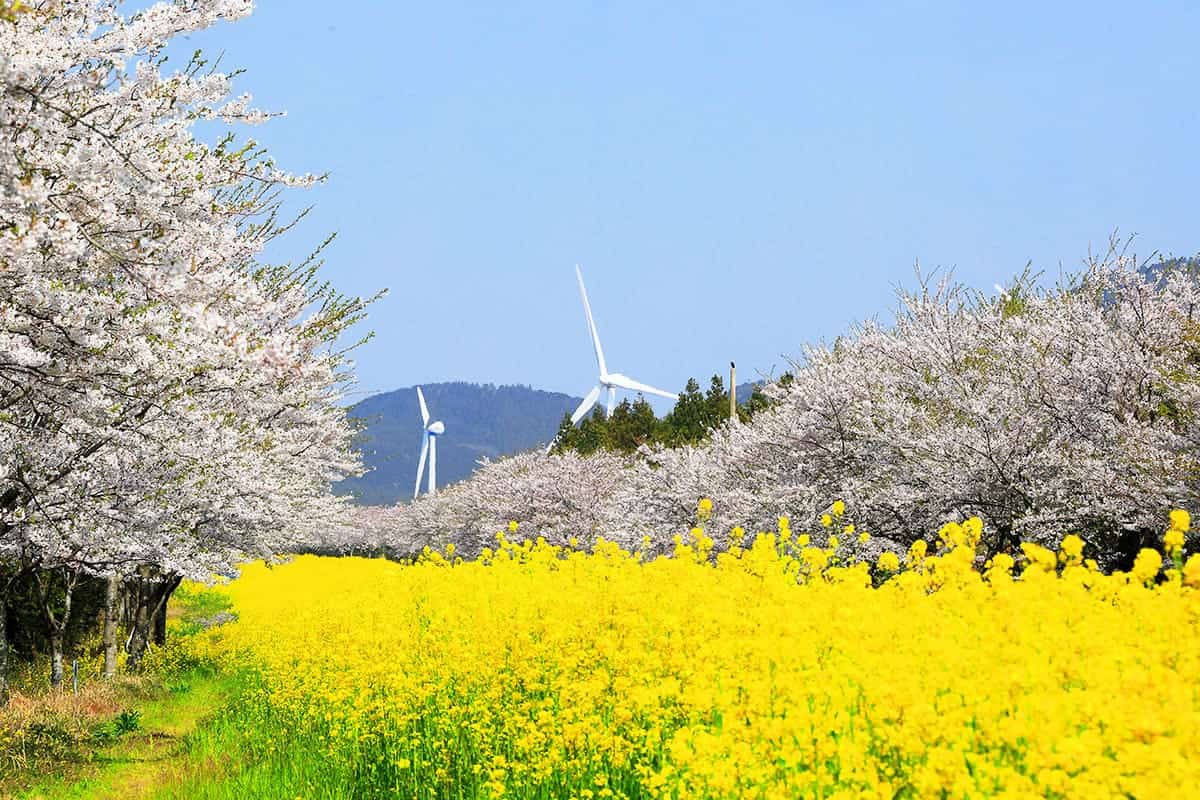 제주 유채꽃 벚꽃 제주 유채꽃 벚꽃