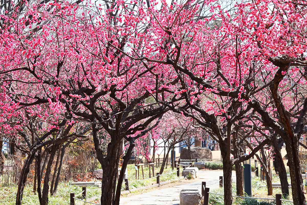 대구 국채보상운동기념공원 홍매화 터널