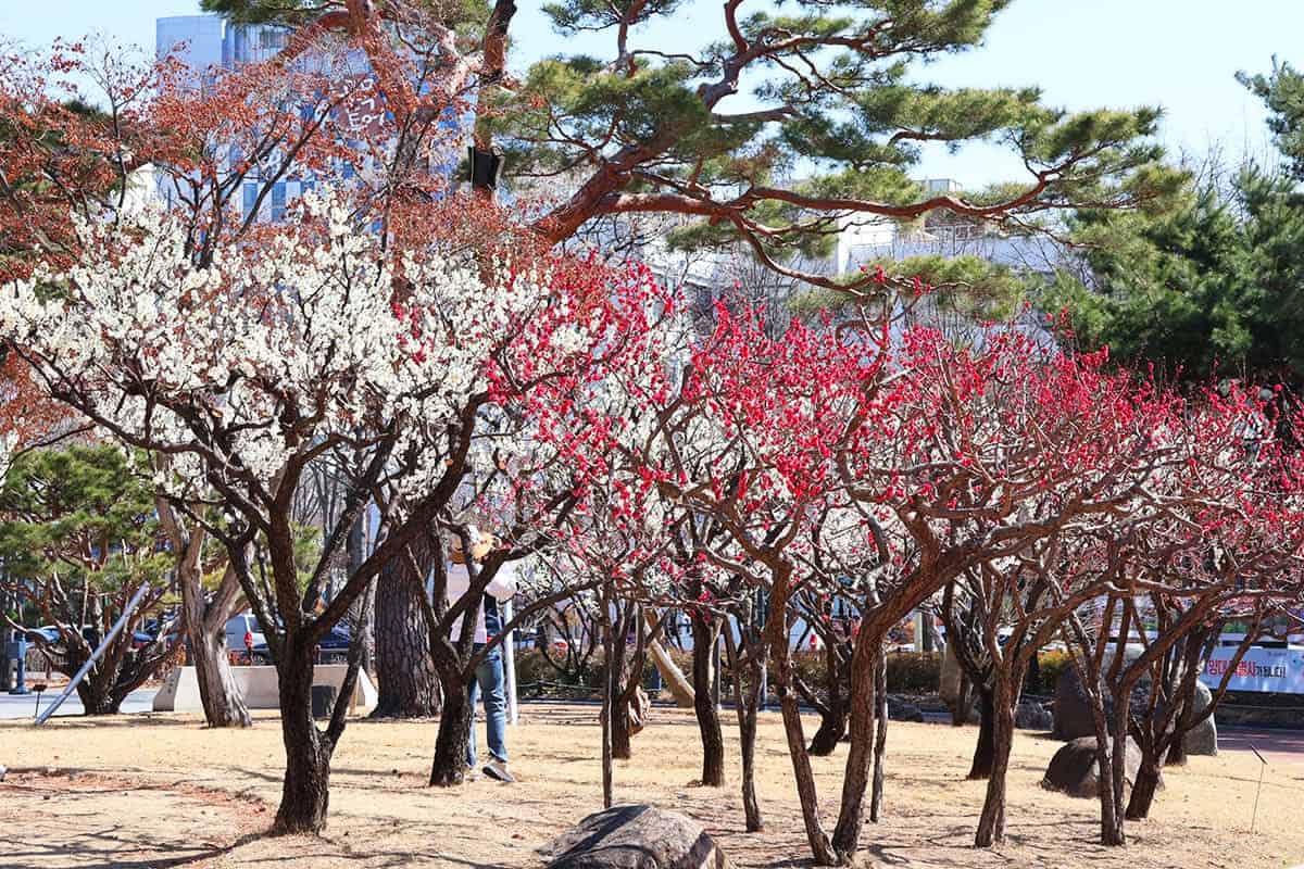대구 국채보상운동기념공원 백매화와 홍매화