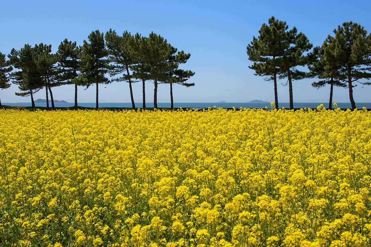 태안 안면도 유채꽃 태안 안면도 유채꽃
