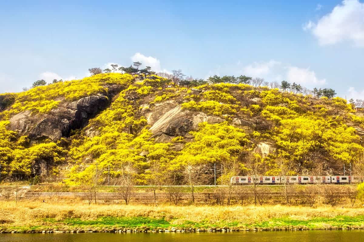 응봉산