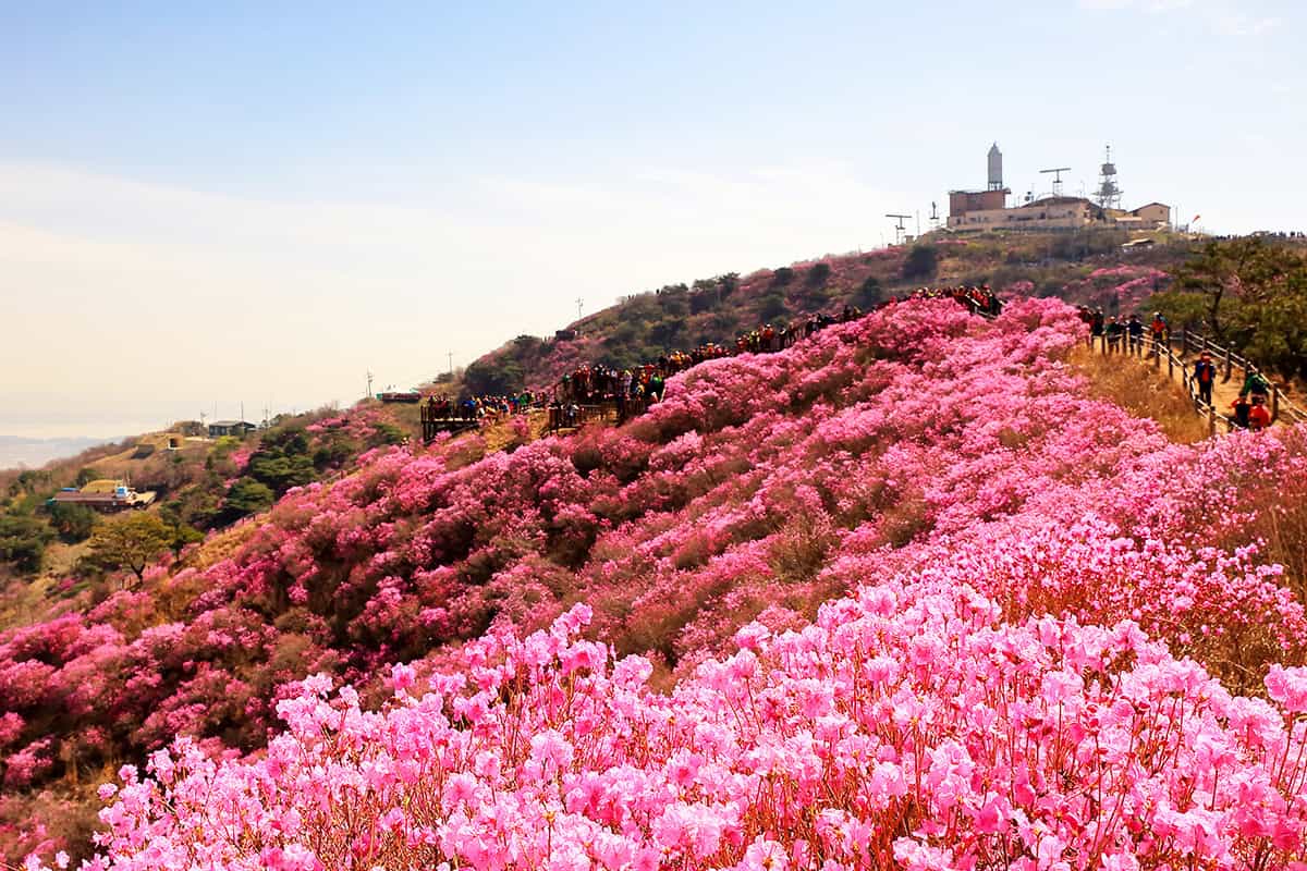 강화군 고려산 봄 강화군 고려산 봄