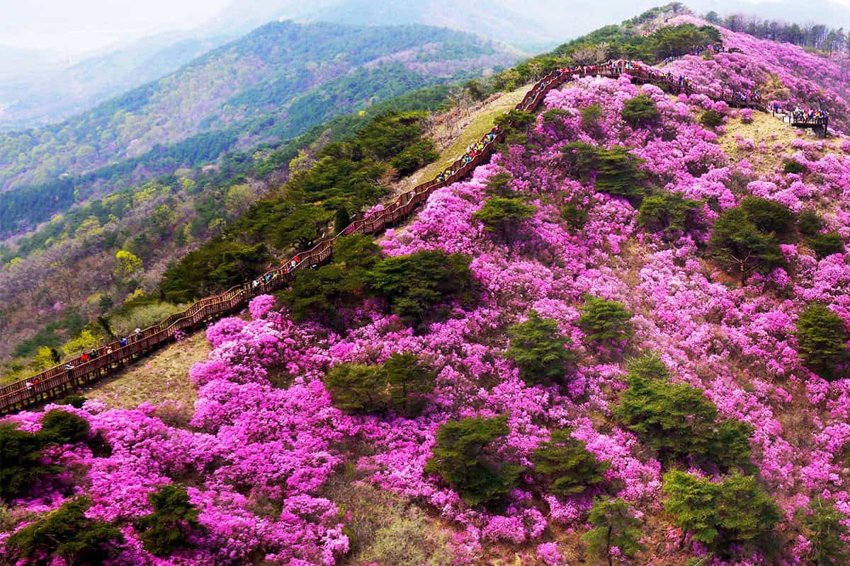 강화군 고려산 진달래꽃 강화군 고려산 진달래꽃