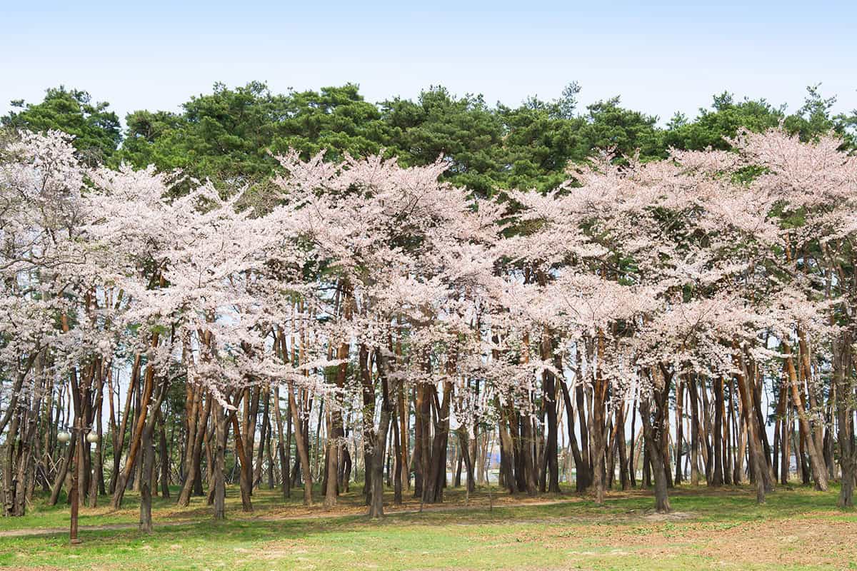 강릉 허균·허난설헌 생가터 강릉 허균·허난설헌 생가터