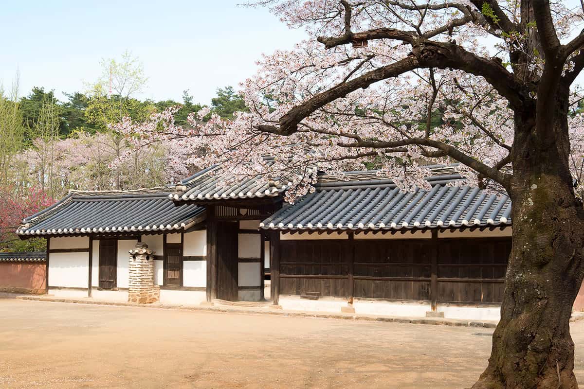 강릉 허균·허난설헌 생가터 벚꽃 강릉 허균·허난설헌 생가터 벚꽃